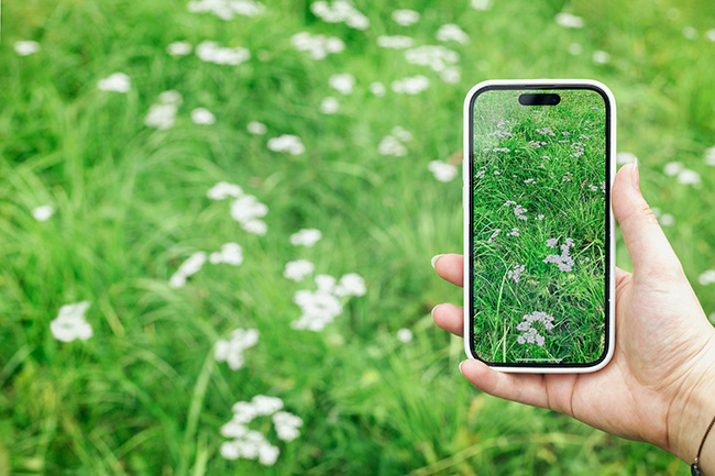 A hand holds a phone in front of green native vegetation with white flowers. The image of the vegetation shows on the phone.