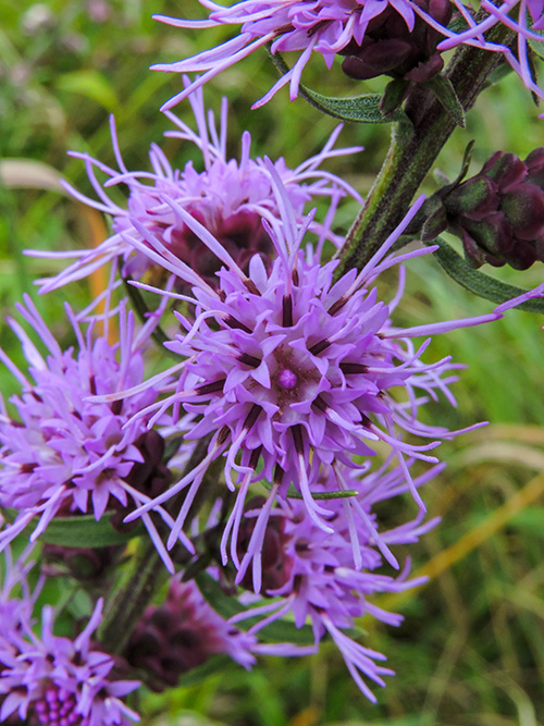 A close up of a purple flower.