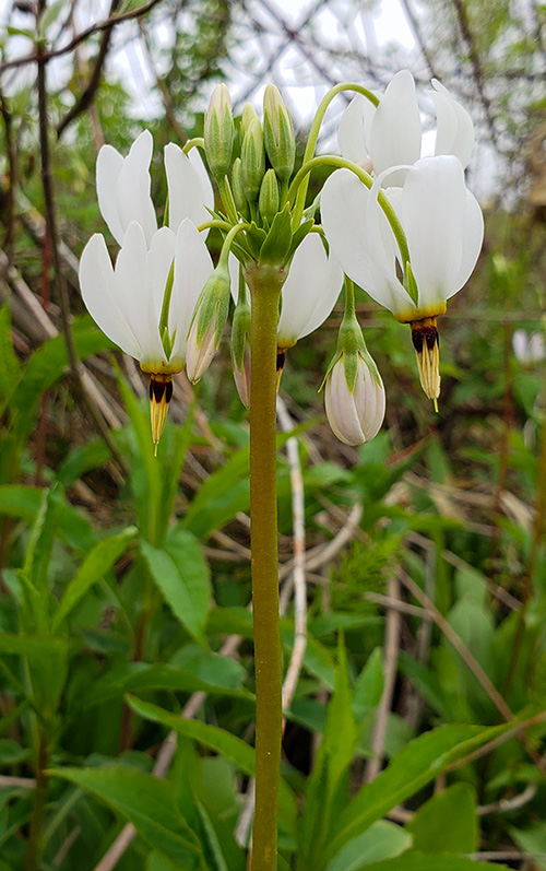 A white flower plant surrounded by other green plants.