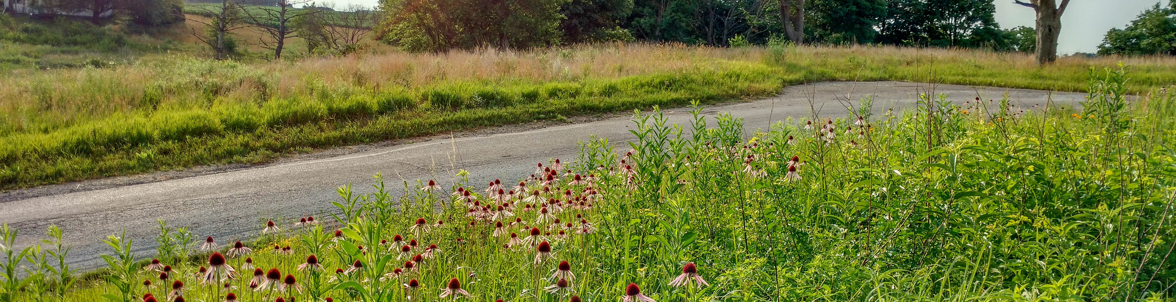 Native roadside vegetation surrounds a road.