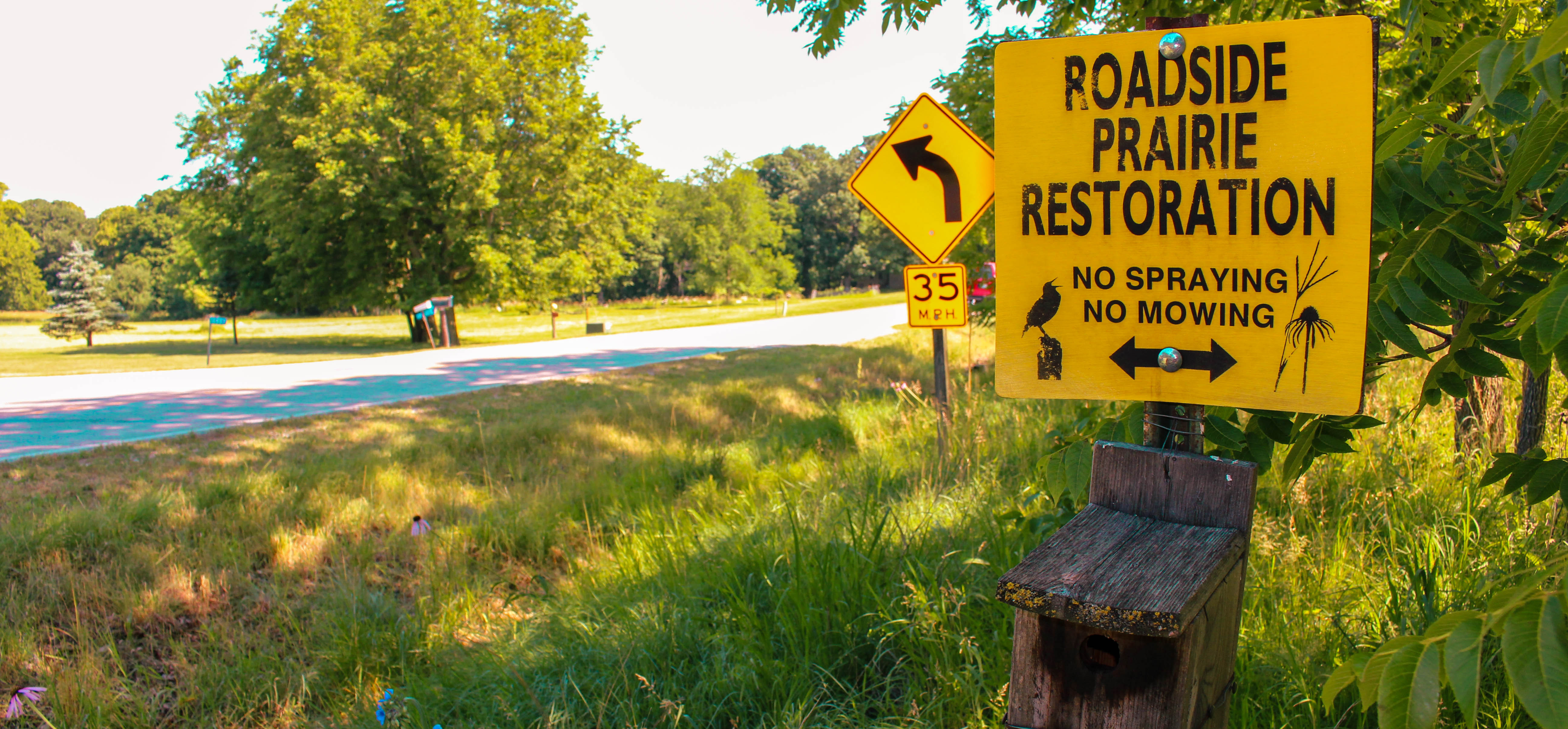 A sign reading "Roadside prairie restoration, no spraying or mowing" among greed roadside vegetation.