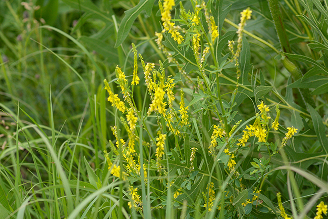A patch of yellow sweet clover with yellow flowers.