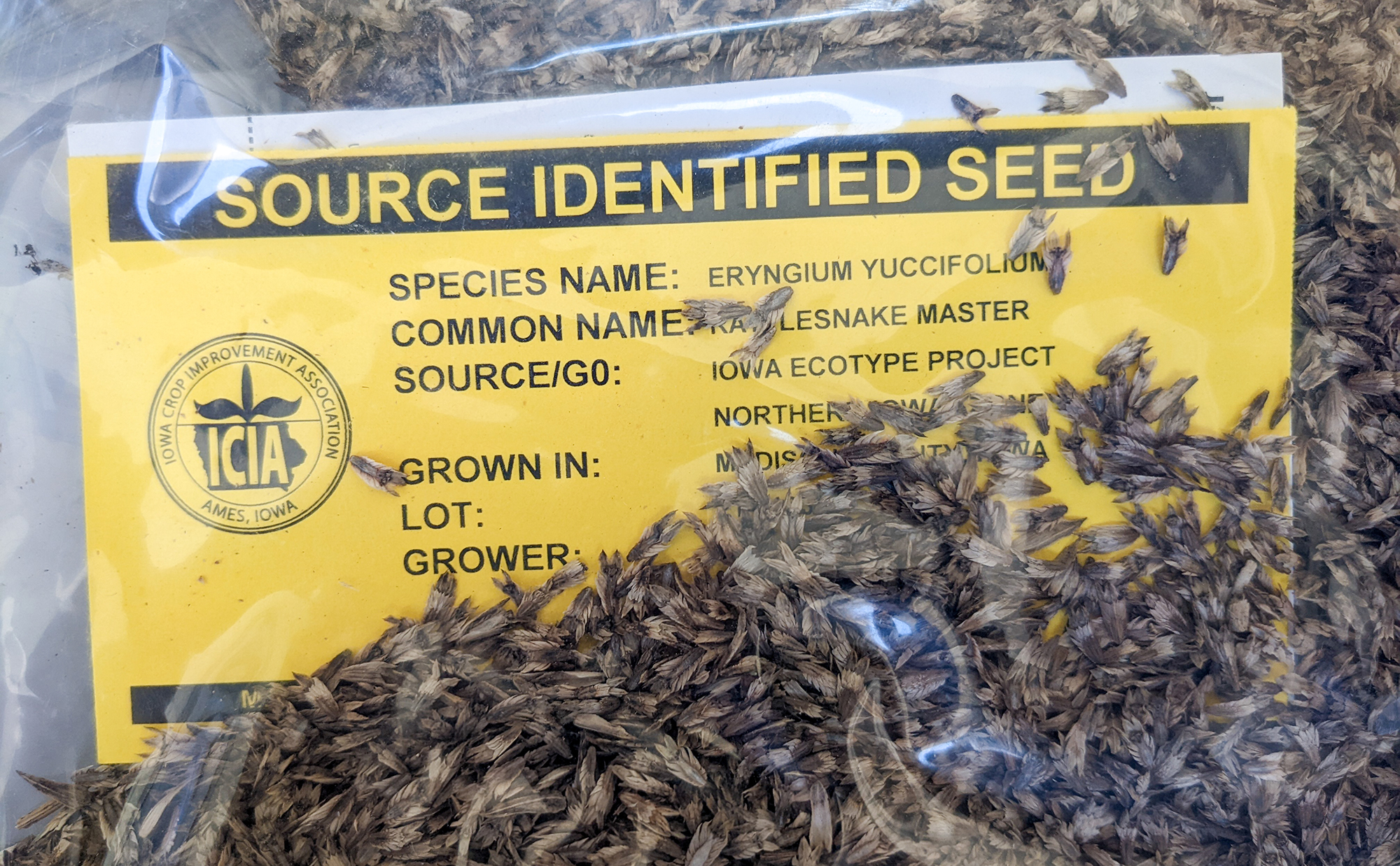 A transparent bag of seeds with a yellow tag visible inside the bag reading "Source Identified Seed."