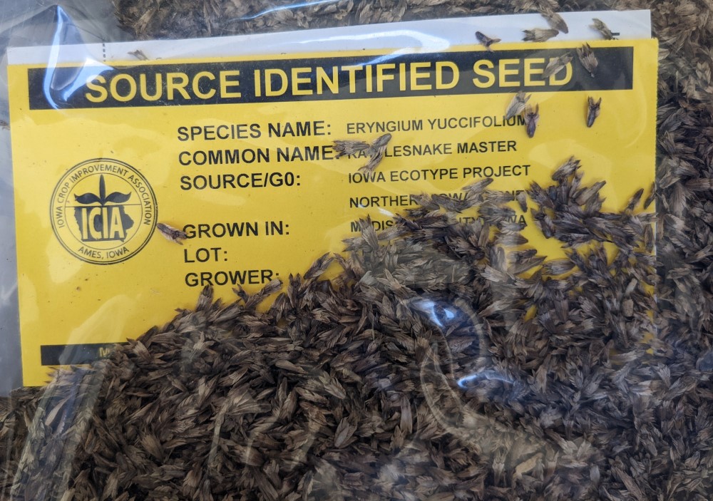 a bag of seed of rattlesnake master with a yellow tag in the bag