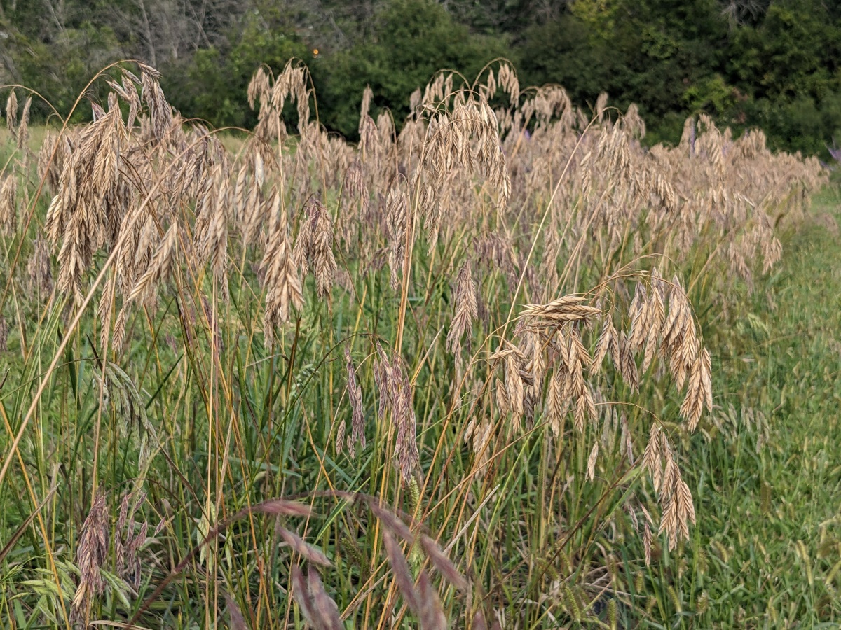 A patch of arctic brome with maturing seed heads