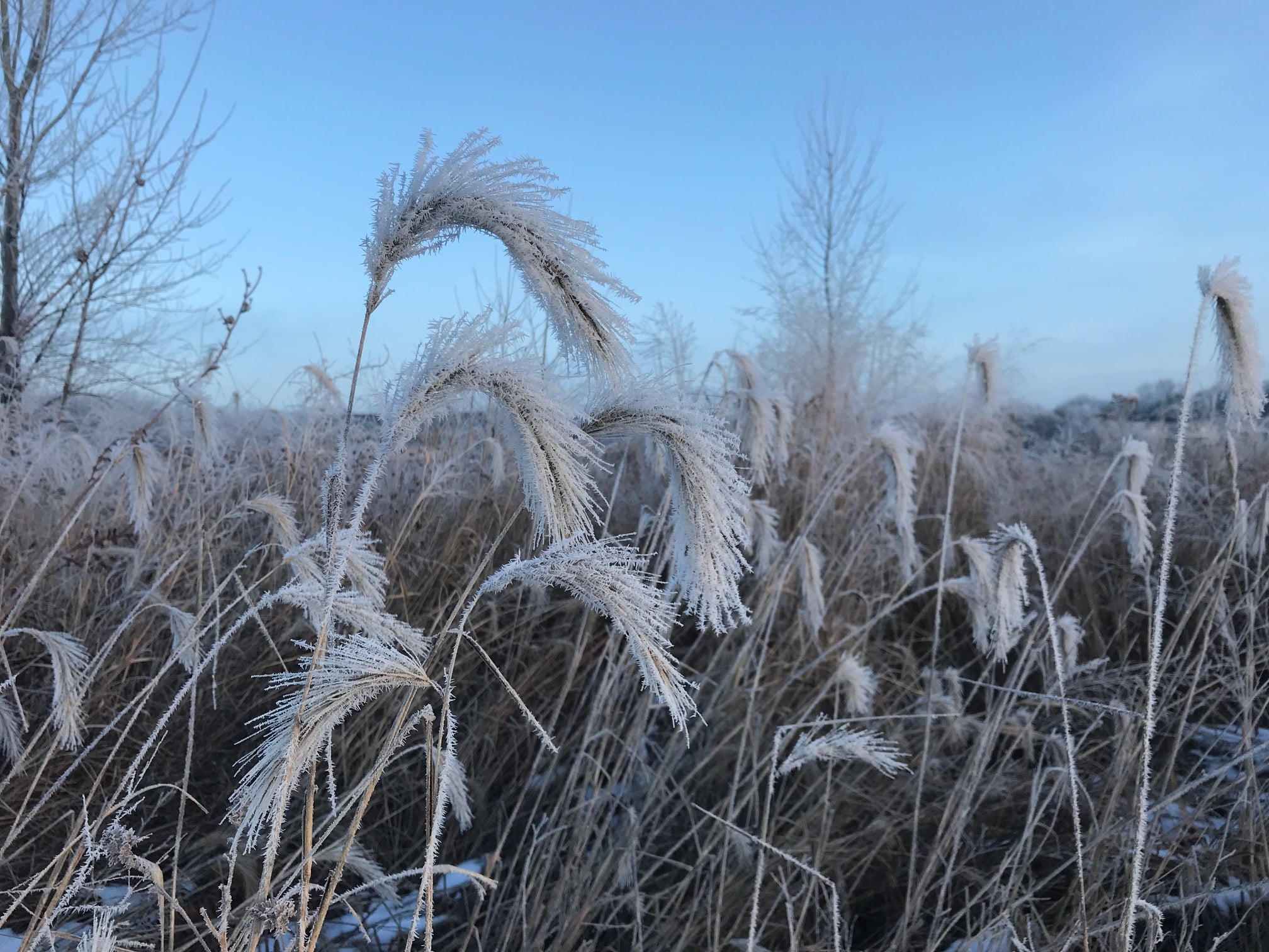 Frost covering fluffy, droopy seed heads of Canada wildrye