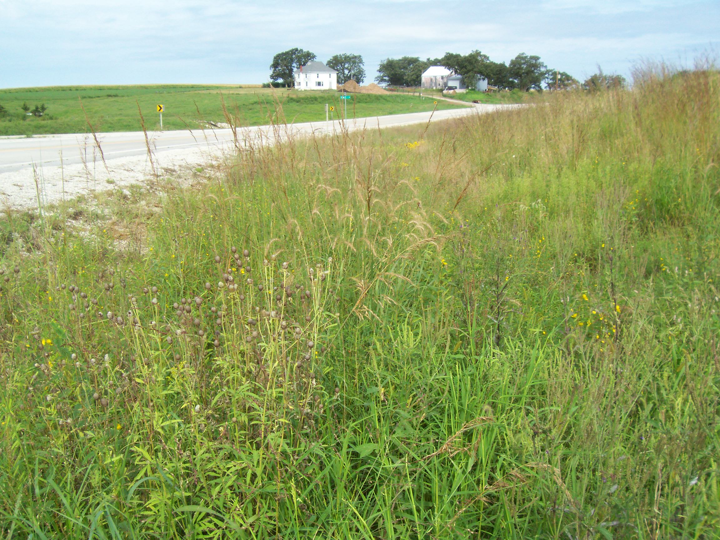 Photo of a rural roadside with tall grasses in the foreground and a light grey paved road and farmhouse in the background