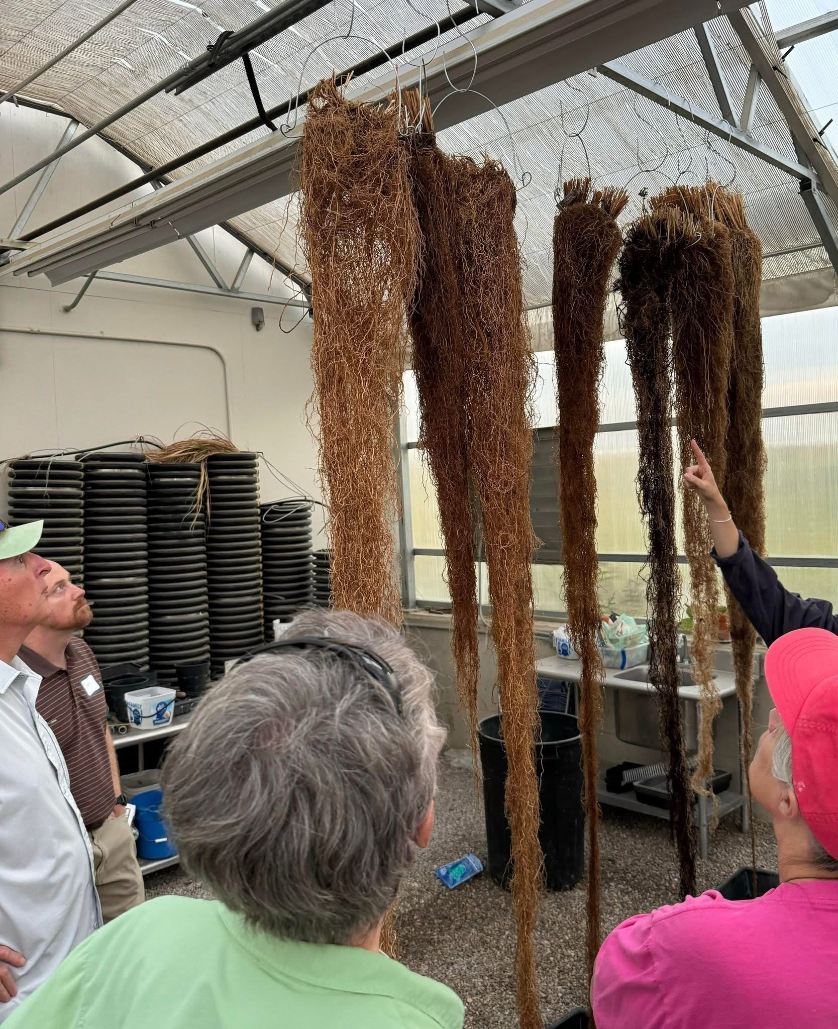 roots hanging in the greenhouse