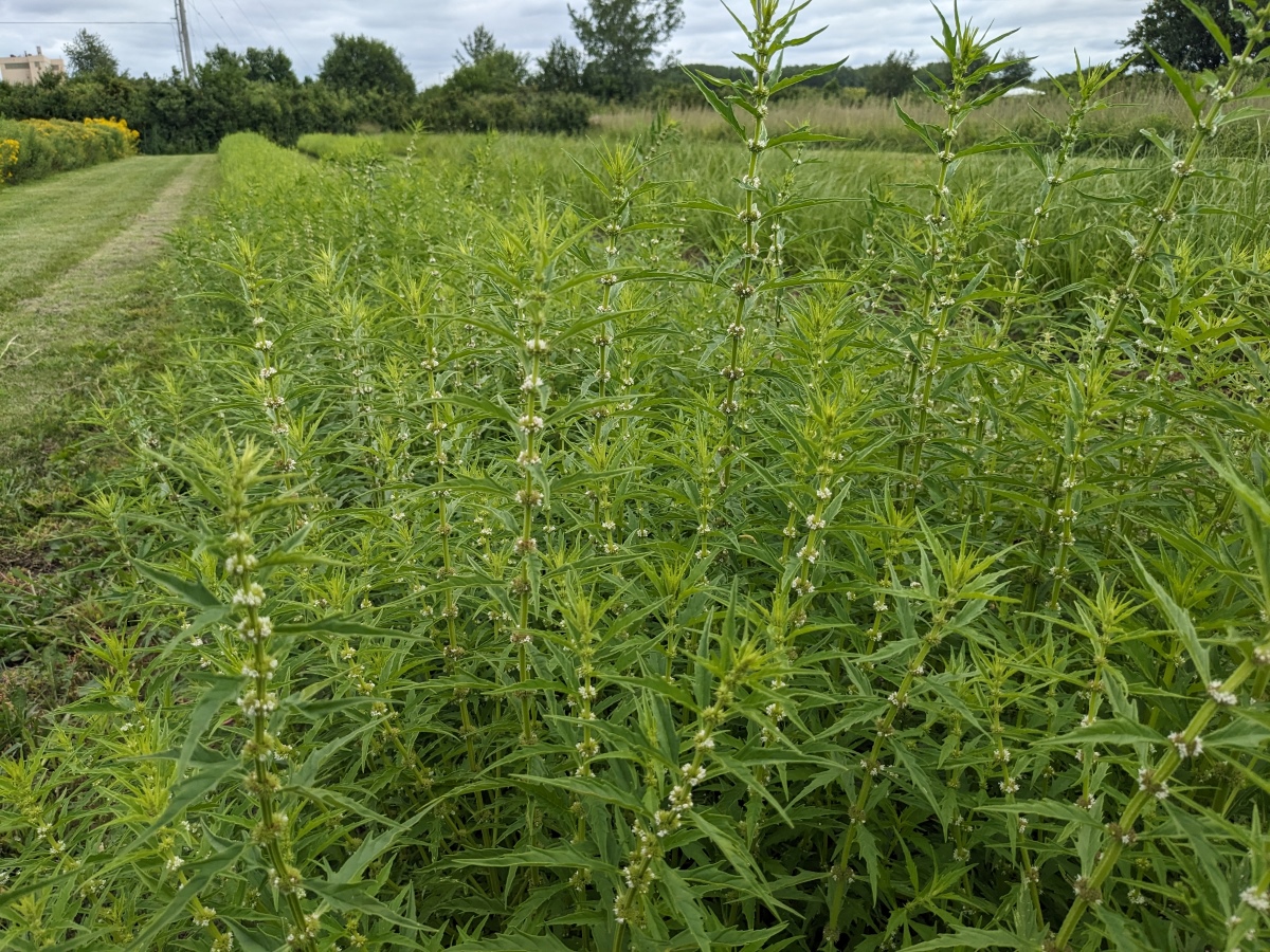 a production row of American water horehound in bloom 