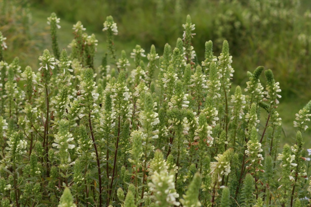 numerous spikes of creamy white swamp lousewort flowers in a production plot