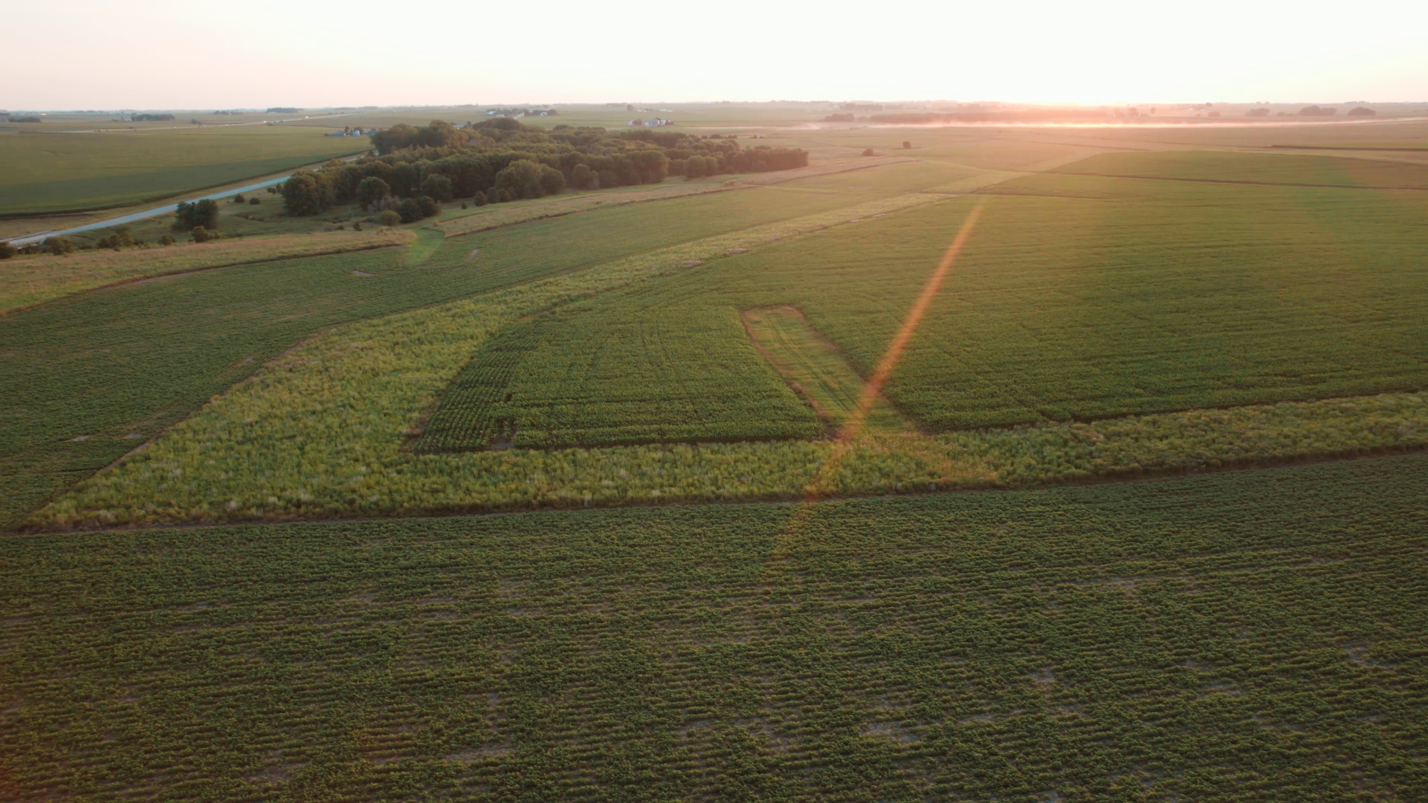 Drone photo of field with prairie strips at sunset