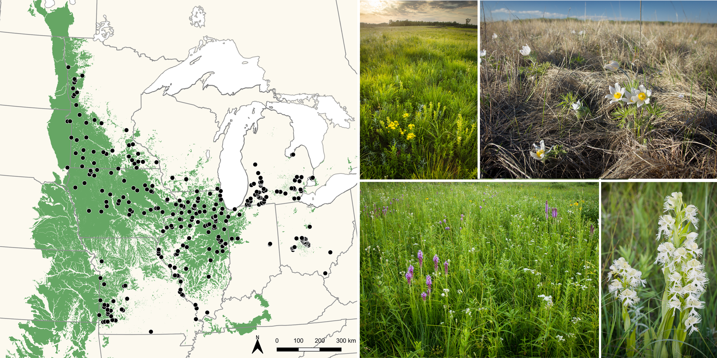 This image collage shows a map of the locations of prairies in the database and photos of plants from prairie remnants.
