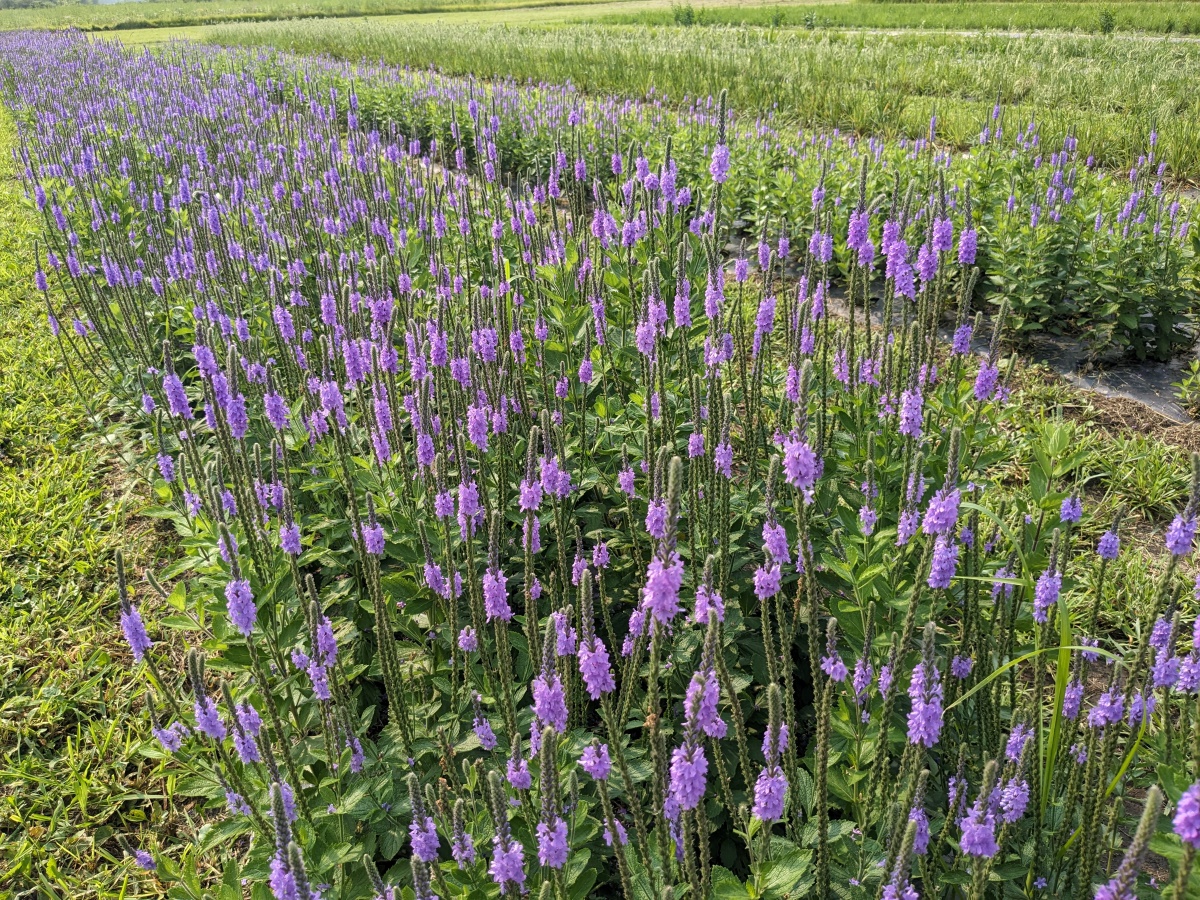 a production row of hoary verbena in bloom