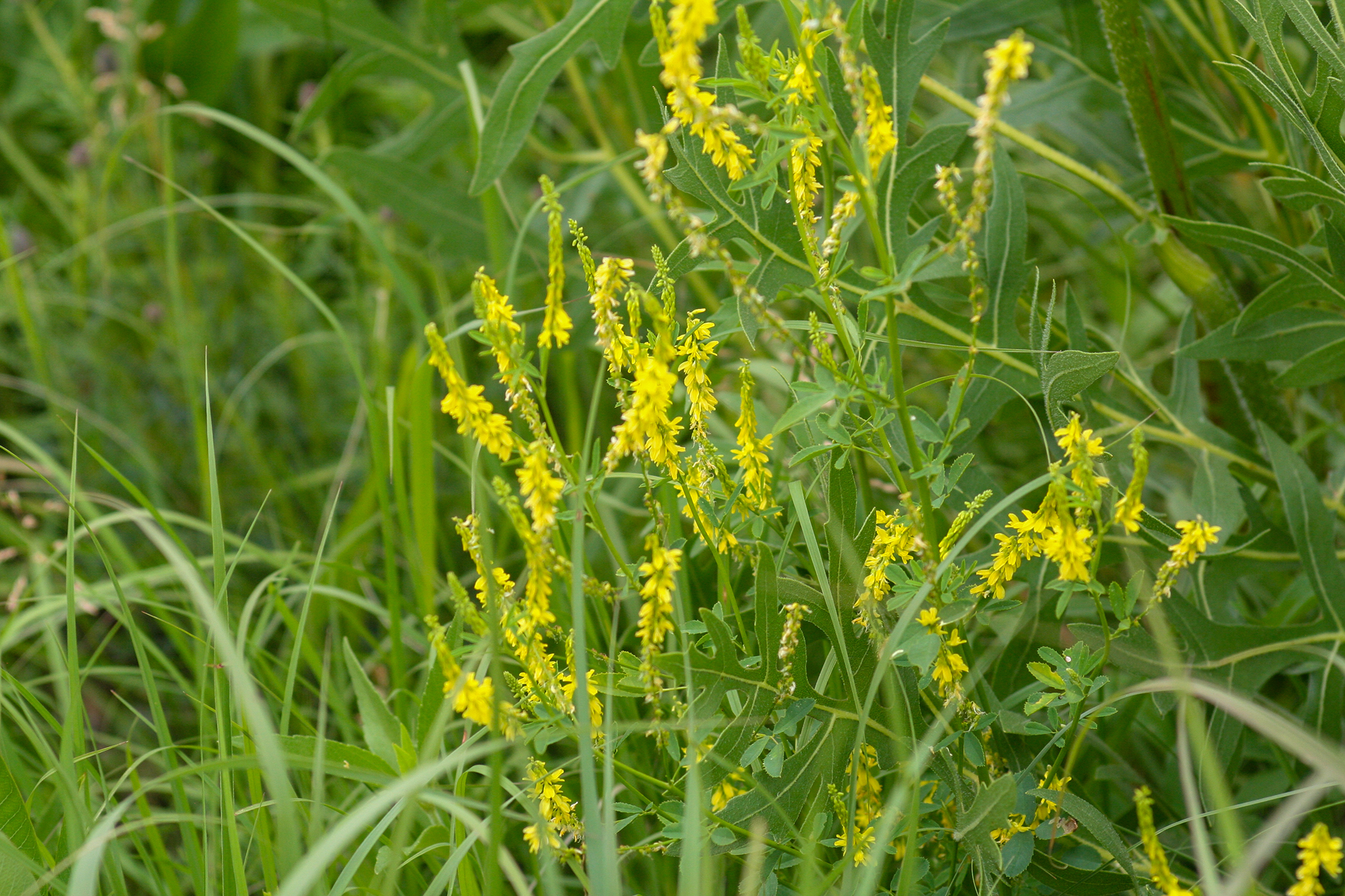 A patch of yellow invasive species in roadside prairie vegetation.