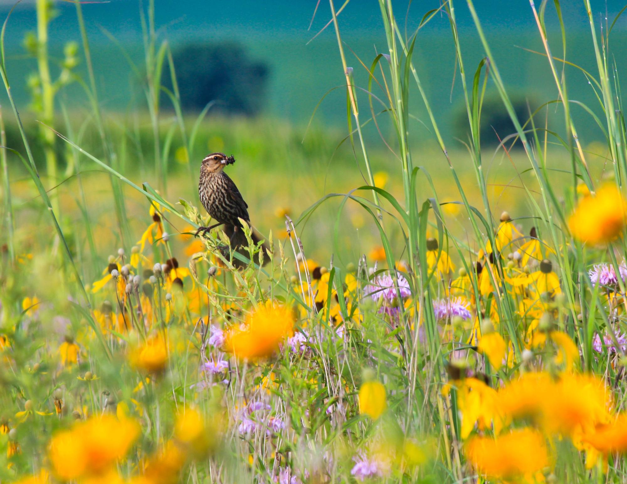A bird sitting on a native plant in a field of native vegetation. 