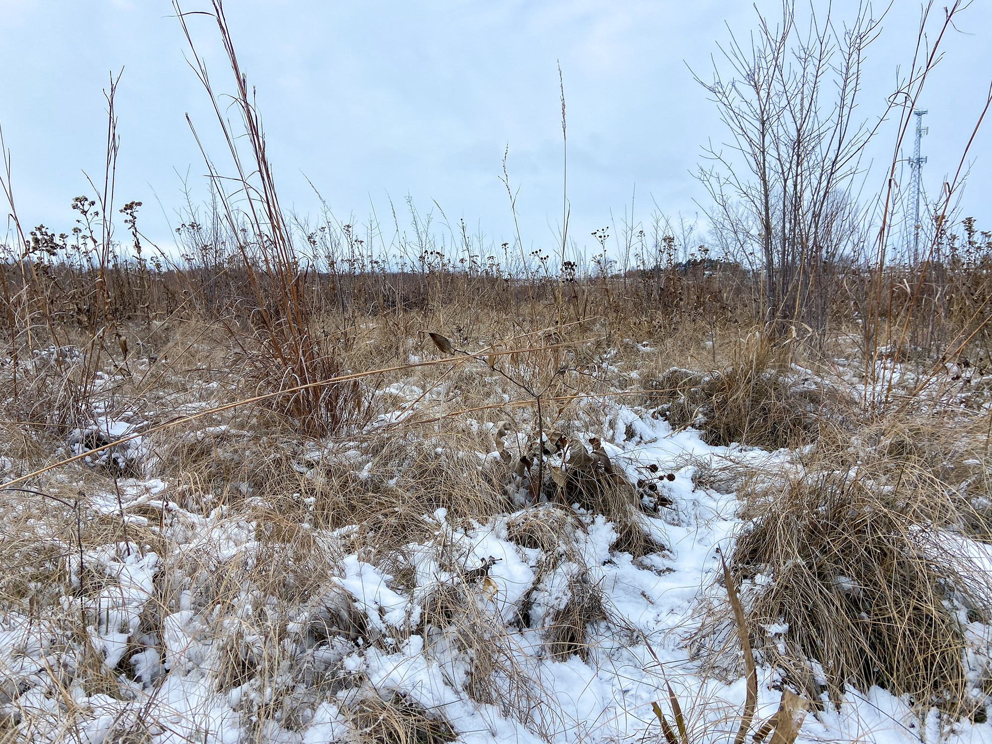 A snowy roadside prarie